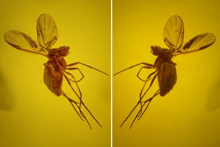 Detailed Fossil Fly (Diptera) In Baltic Amber #150737